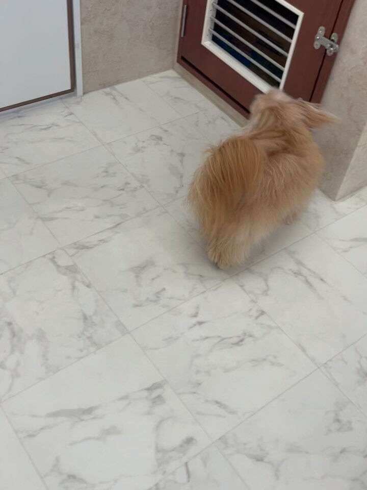 ポメプーのモカちゃん♡
