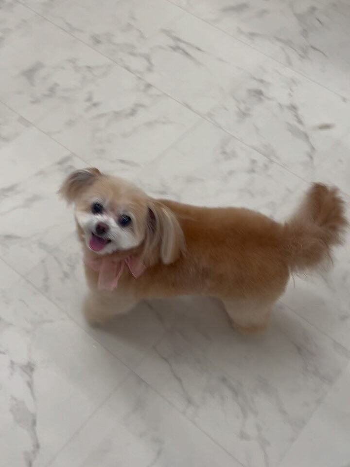 ポメプーのモカちゃん♡