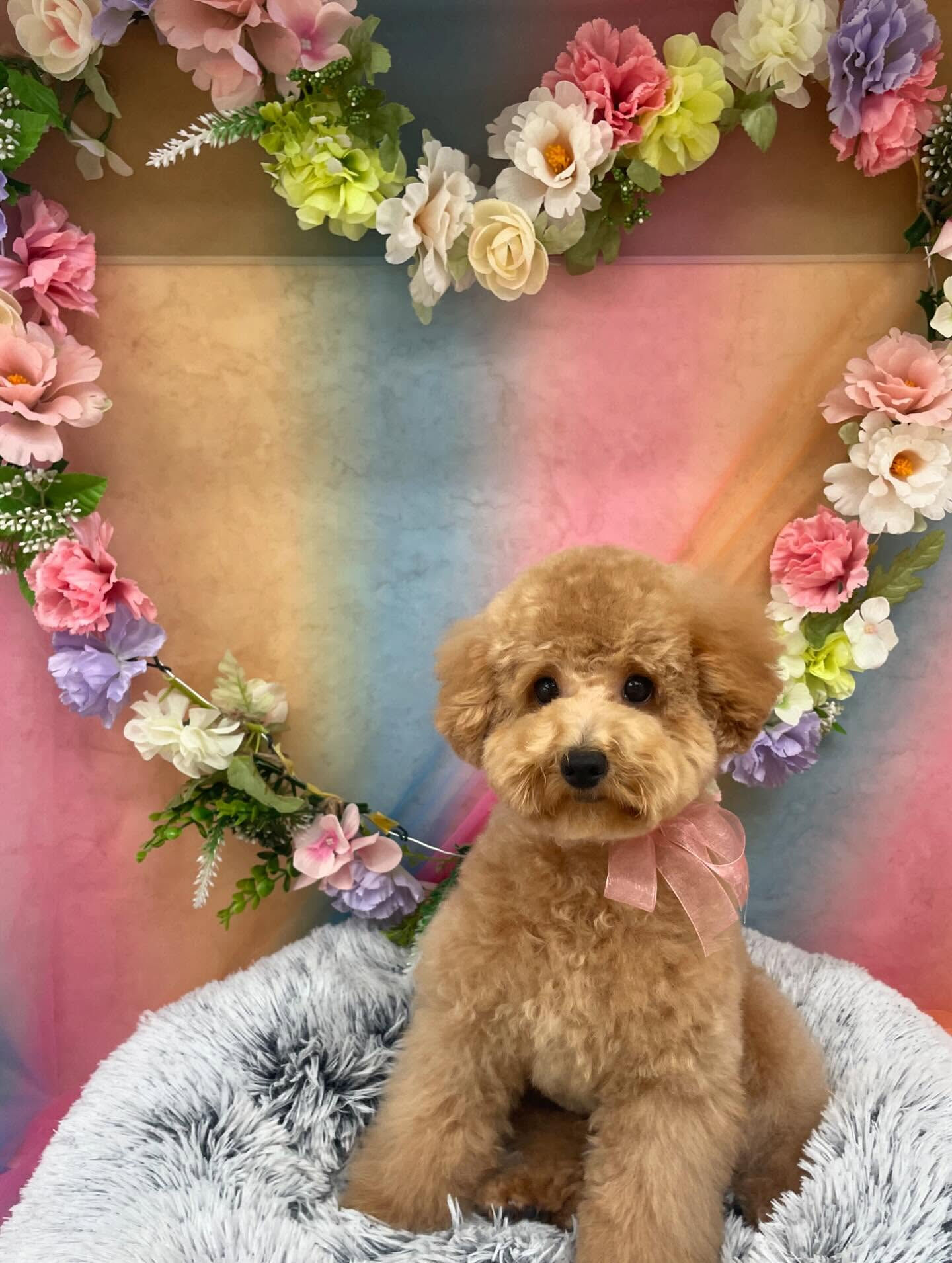 プードルのメルちゃん♡
