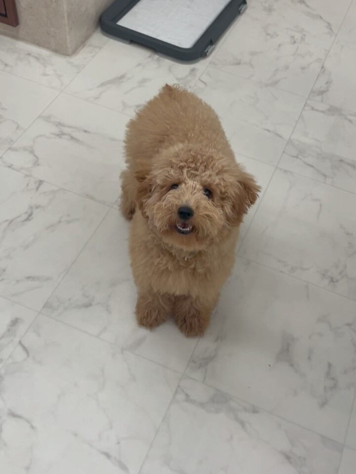 プードルのメルちゃん♡