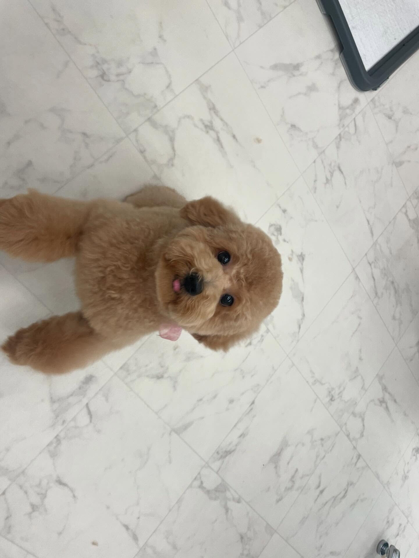 プードルのメルちゃん♡