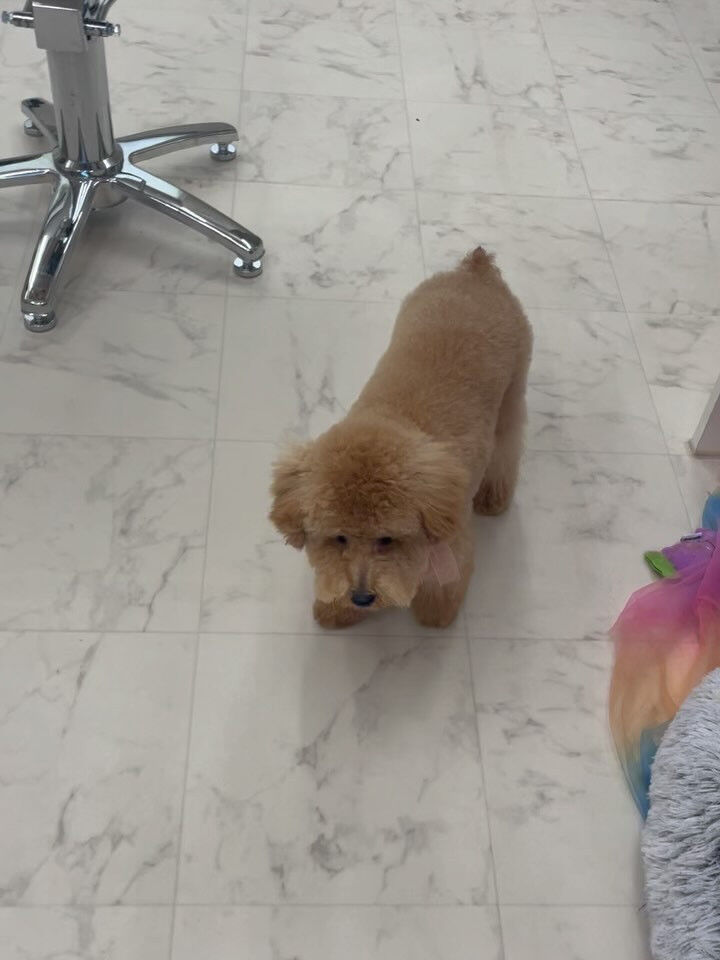 プードルのメルちゃん♡