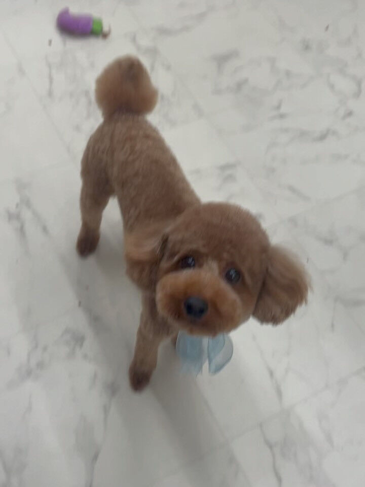 トイプードルのりきゅうくん♡