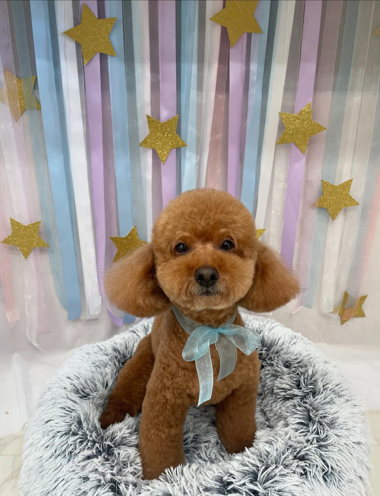 トイプードルのヴェルくん♡