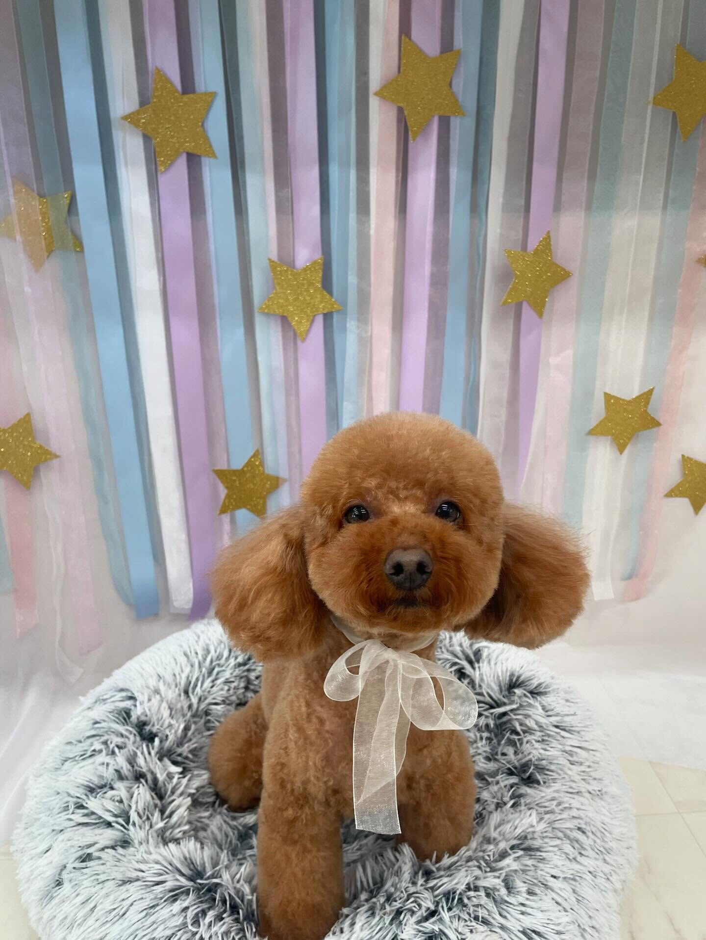 トイプードルのアルくん♡