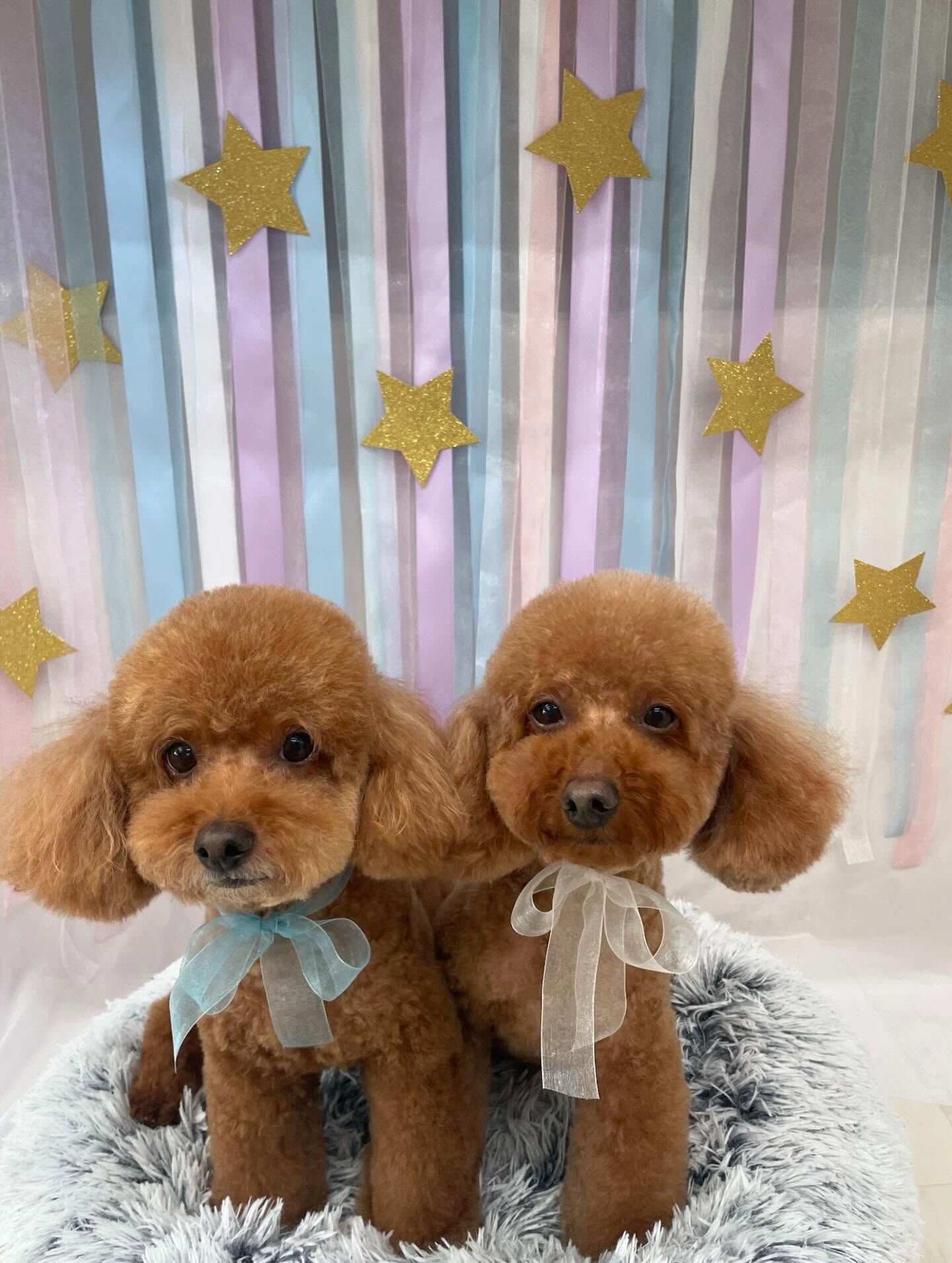 トイプードルのアルくん、ヴェルくん♡