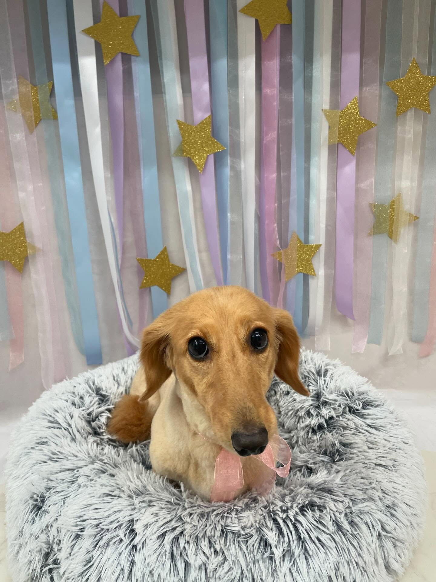 ダックスのモコちゃん♡