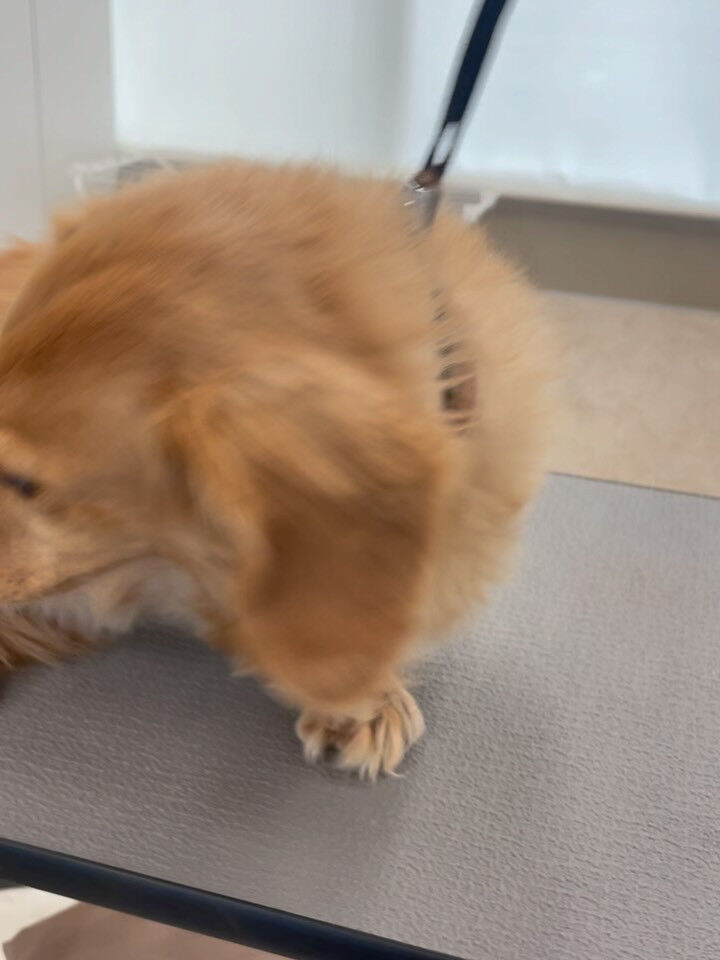 ダックスのモコちゃん♡