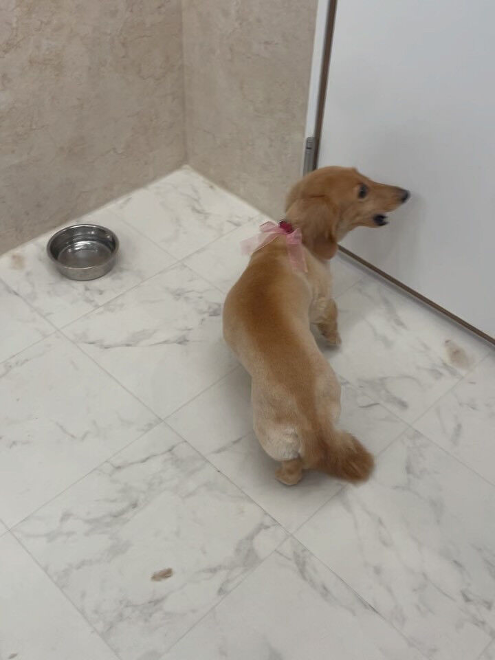 ダックスのモコちゃん♡