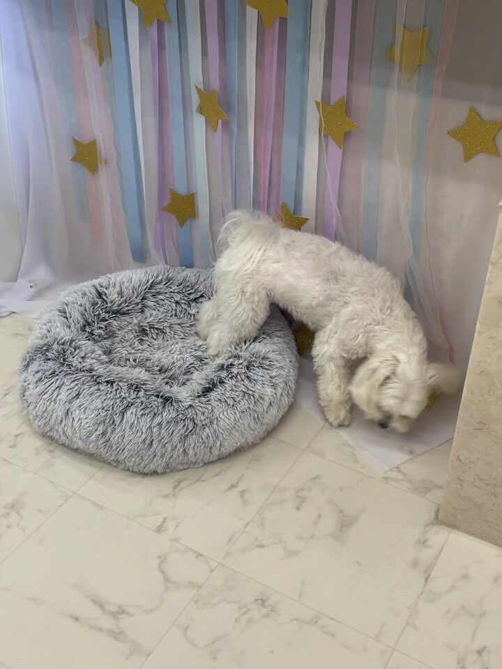 🤍マルチーズ･サマーカット🤍