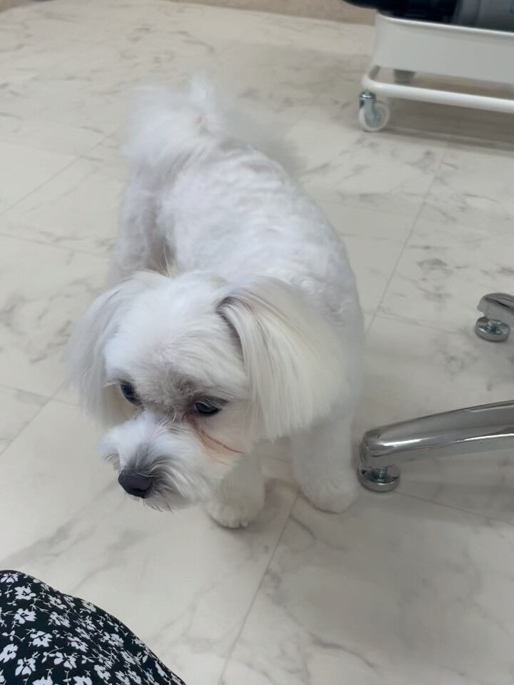 🤍マルチーズ･サマーカット🤍