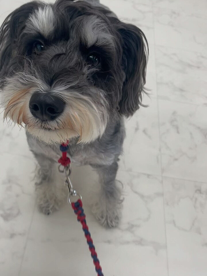 シュナ･足先ポンポンカット♡