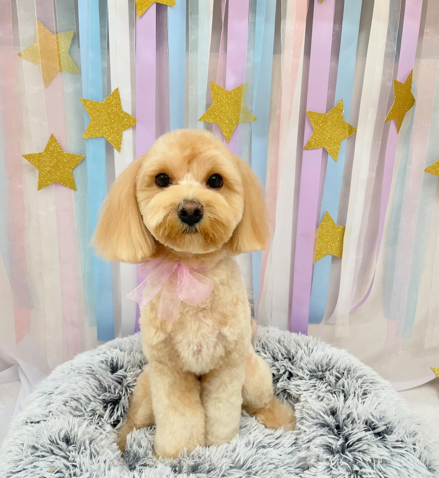 マルプー･ベアカット♡