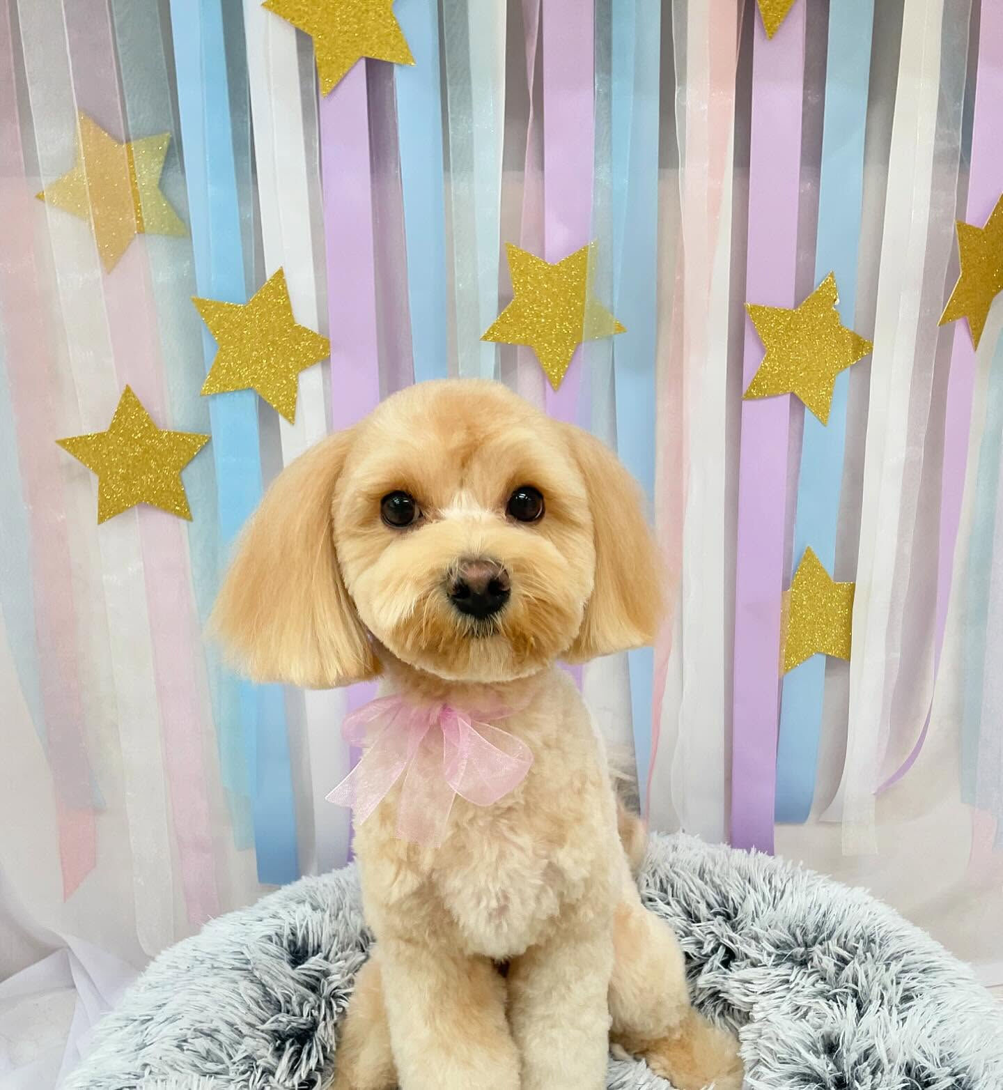 マルプー･ベアカット♡