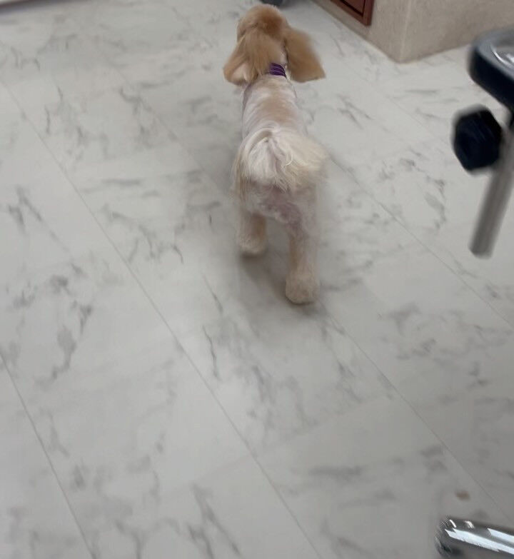 マルプー･ベアカット♡