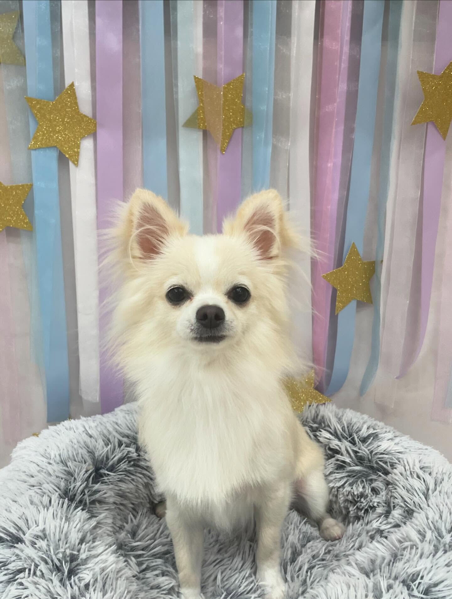 チワワ♡歯磨き
