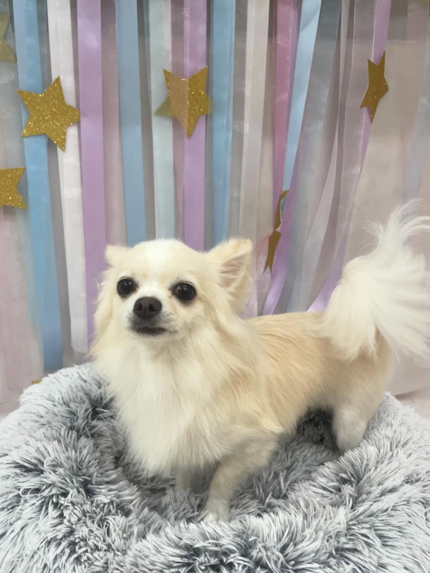 チワワ♡歯磨き