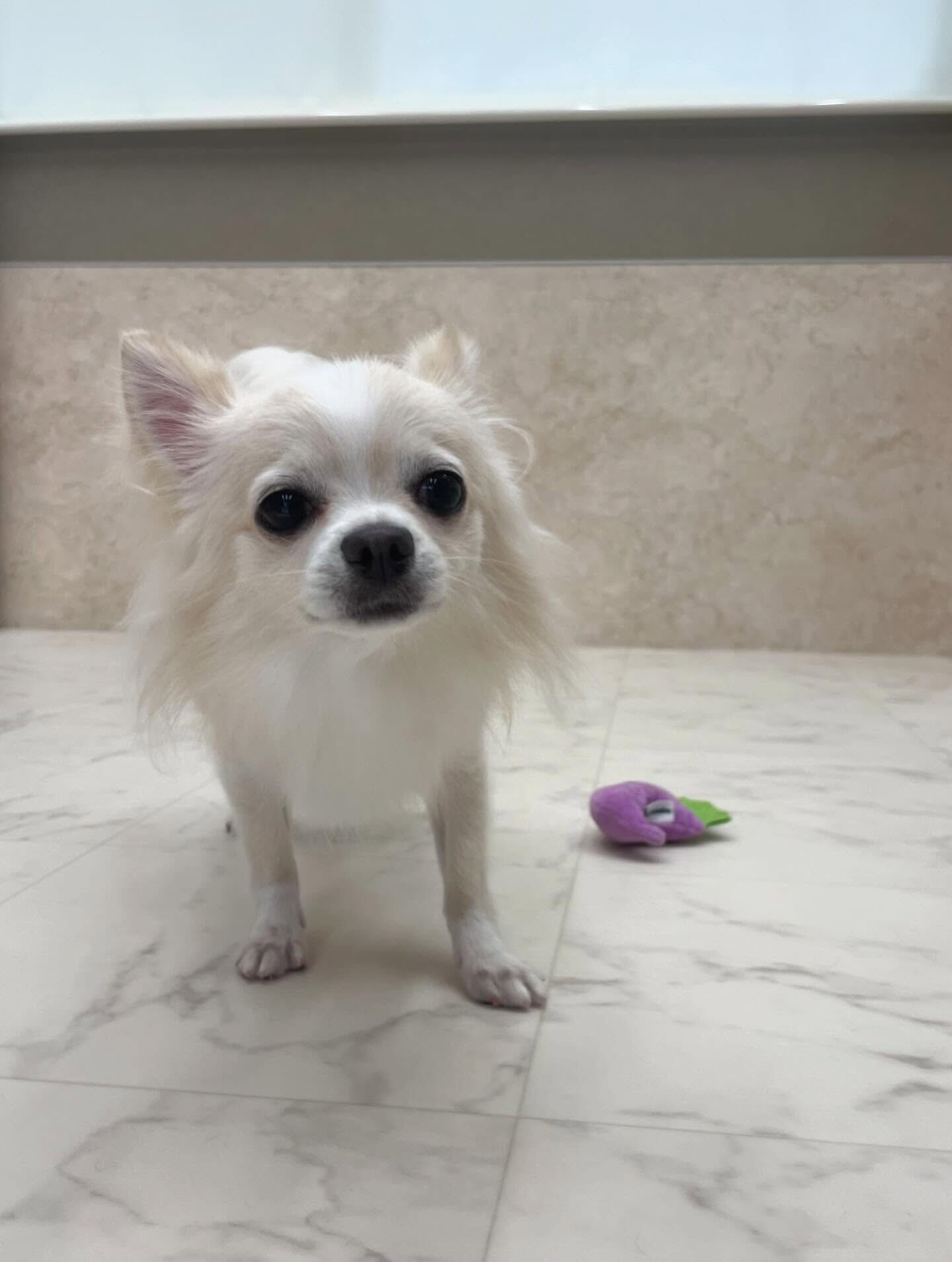 チワワ♡歯磨き