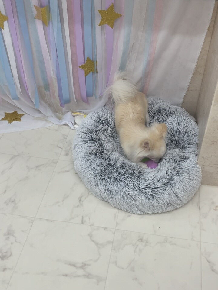 チワワ♡歯磨き
