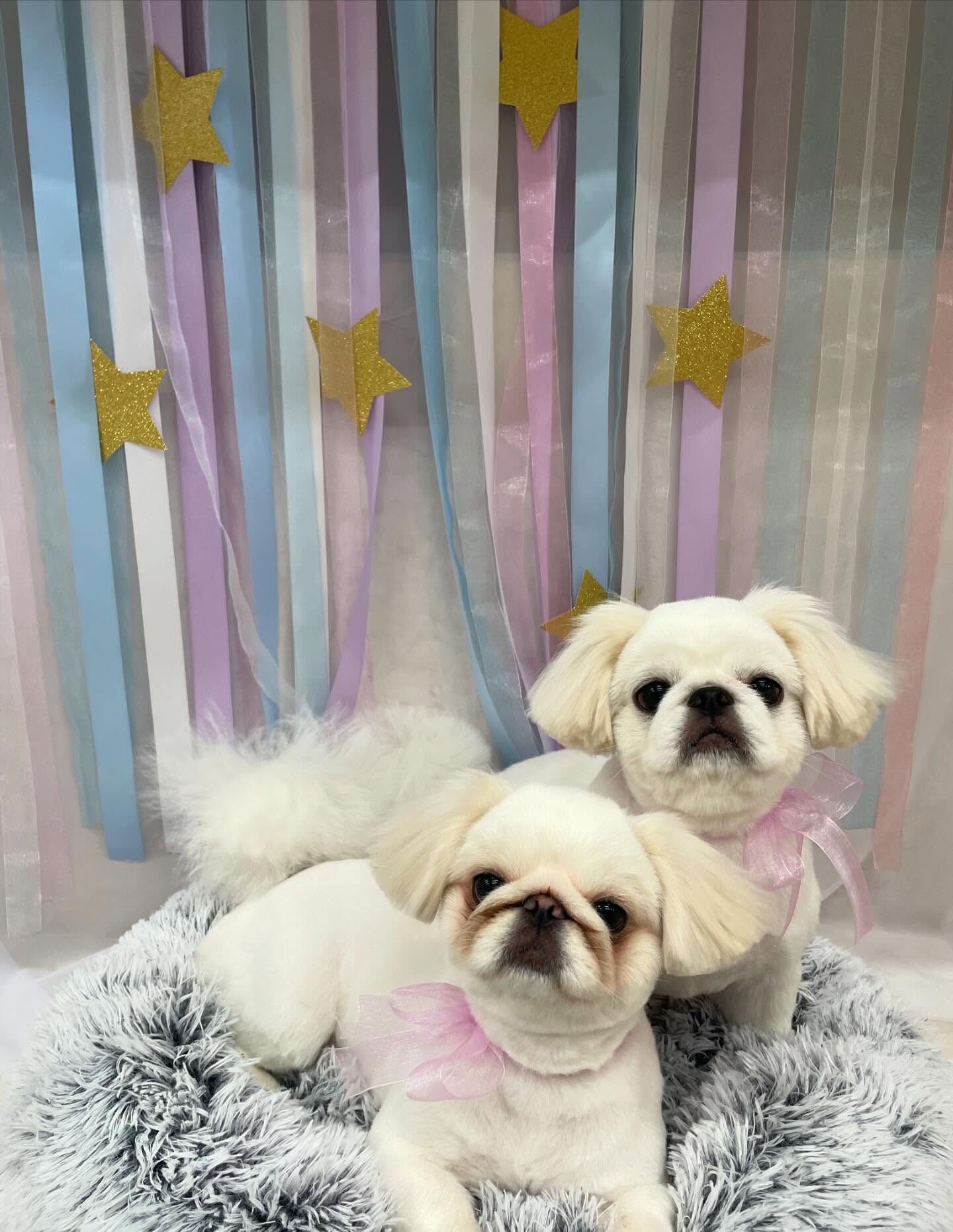 ペキパグ♡サマーカット