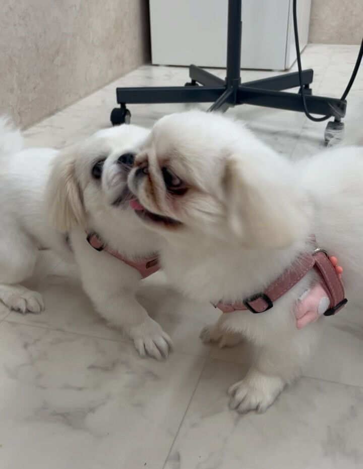 ペキパグ♡サマーカット