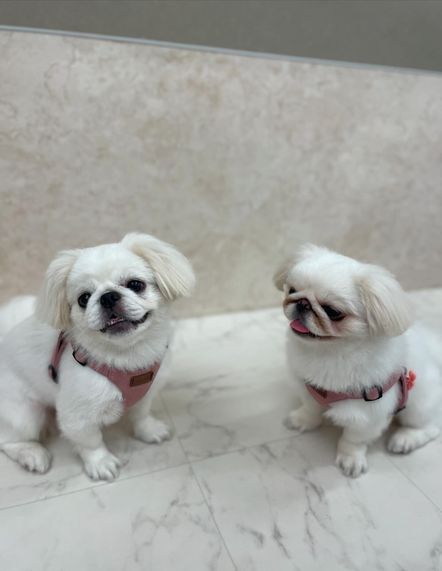 ペキパグ♡サマーカット