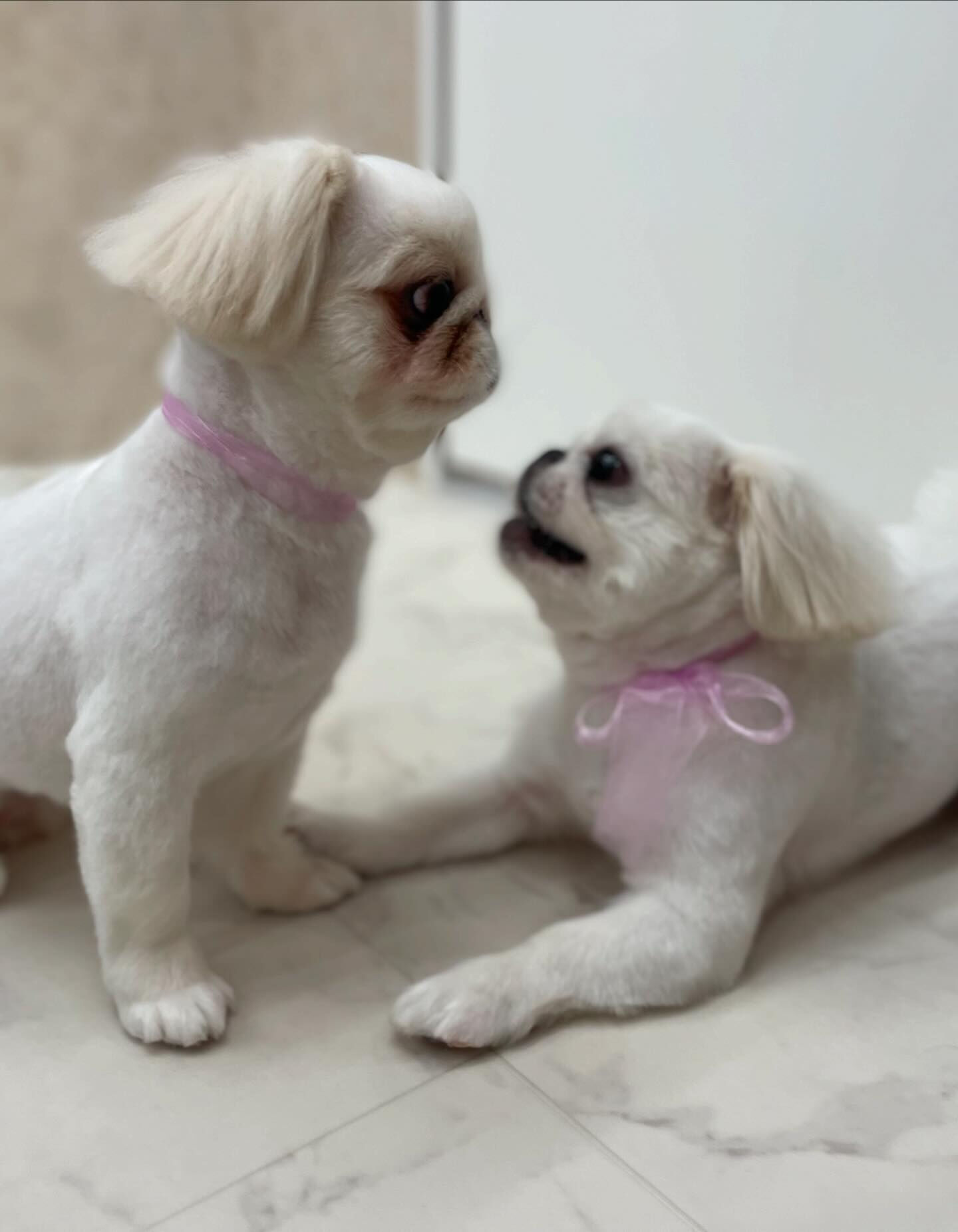 ペキパグ♡サマーカット