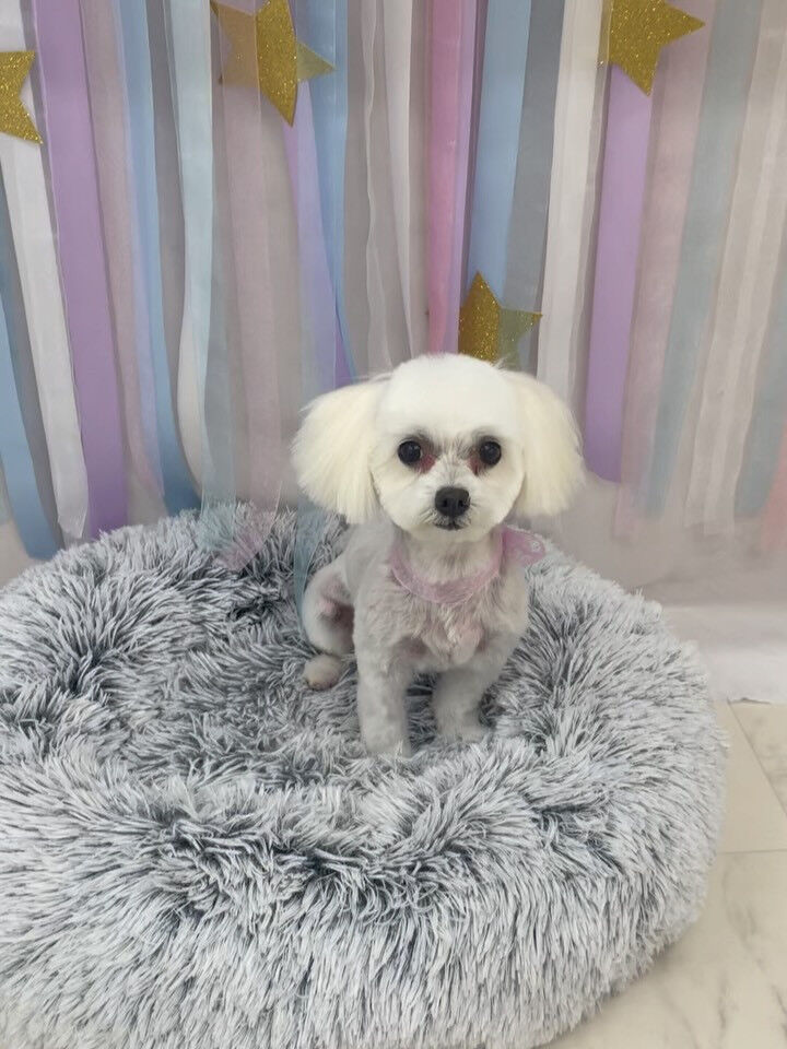 マルチーズ♡サマーカット