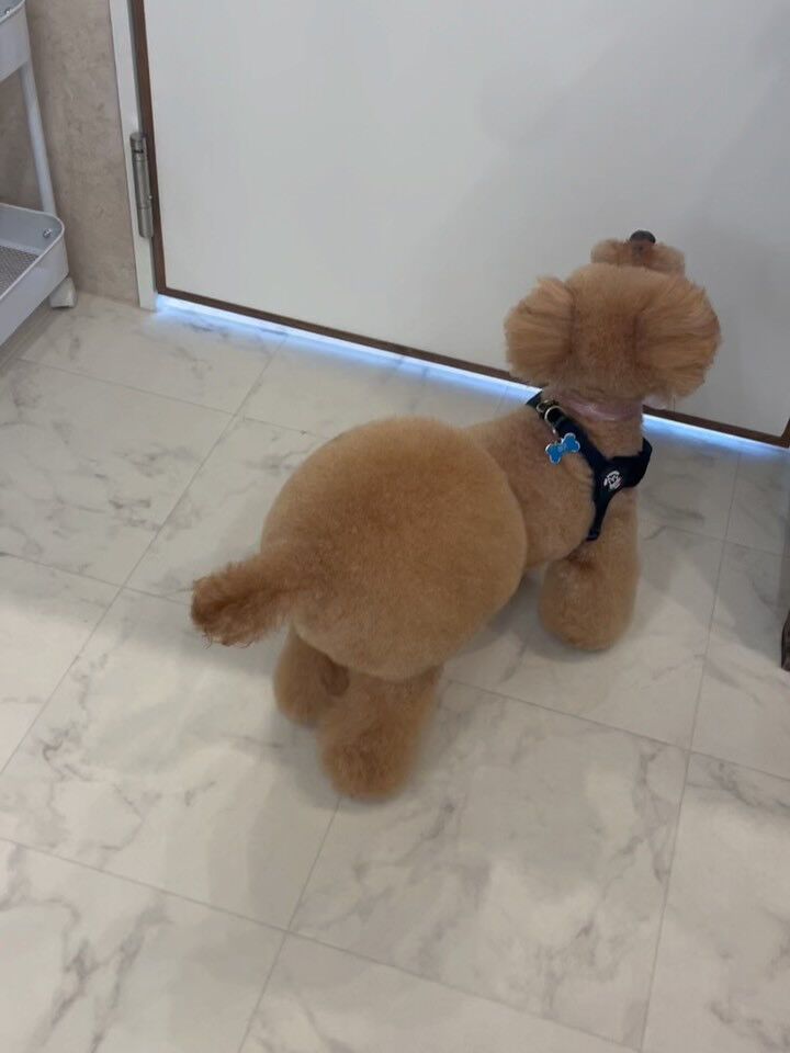 トイプードル♡おパンツカット♡モヒカン