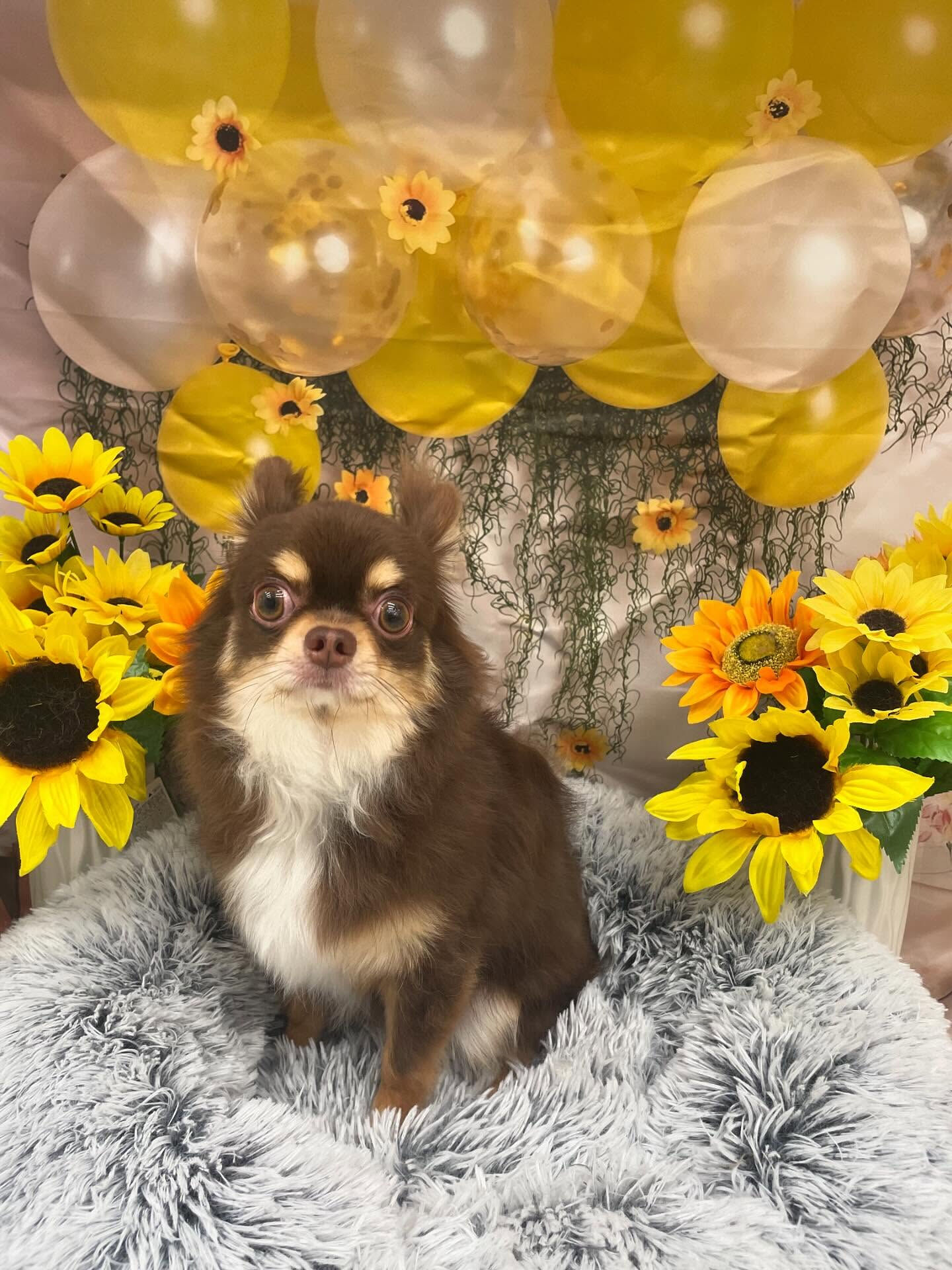 チワワ♡シャンプー