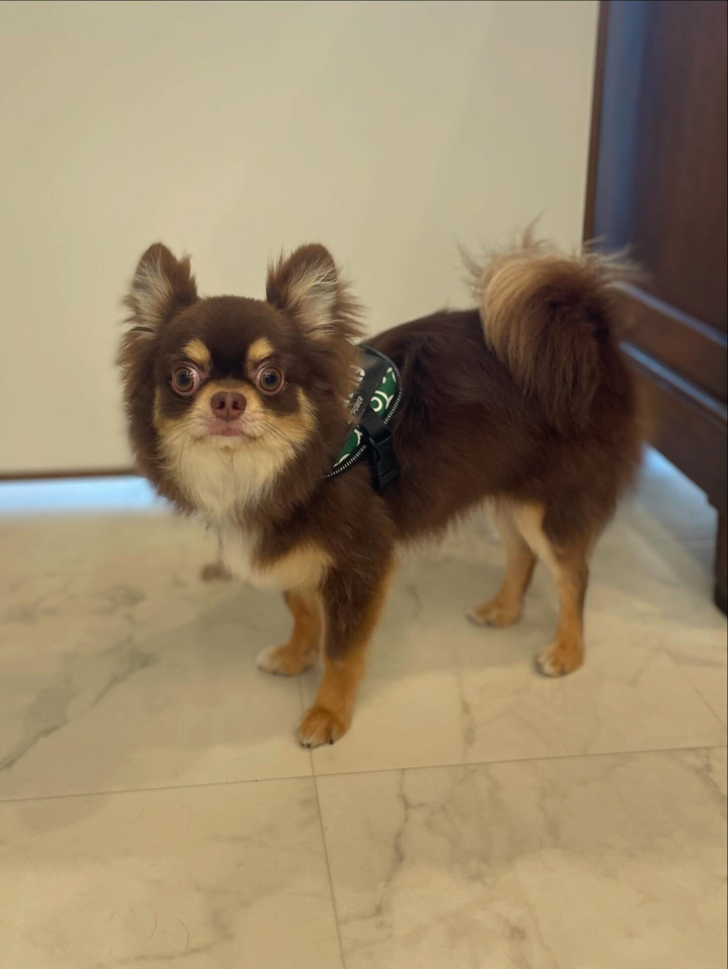 チワワ♡シャンプー