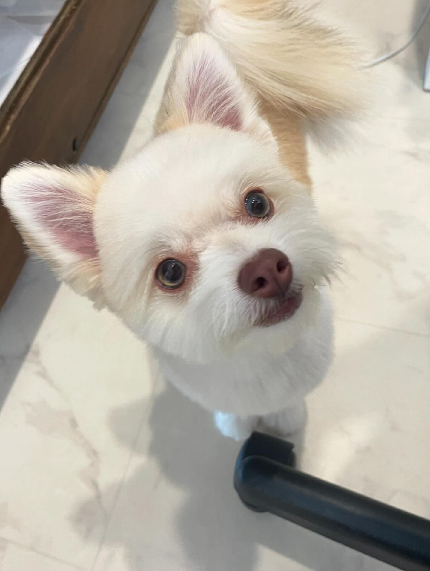 ビショポメ♡まんまるカット