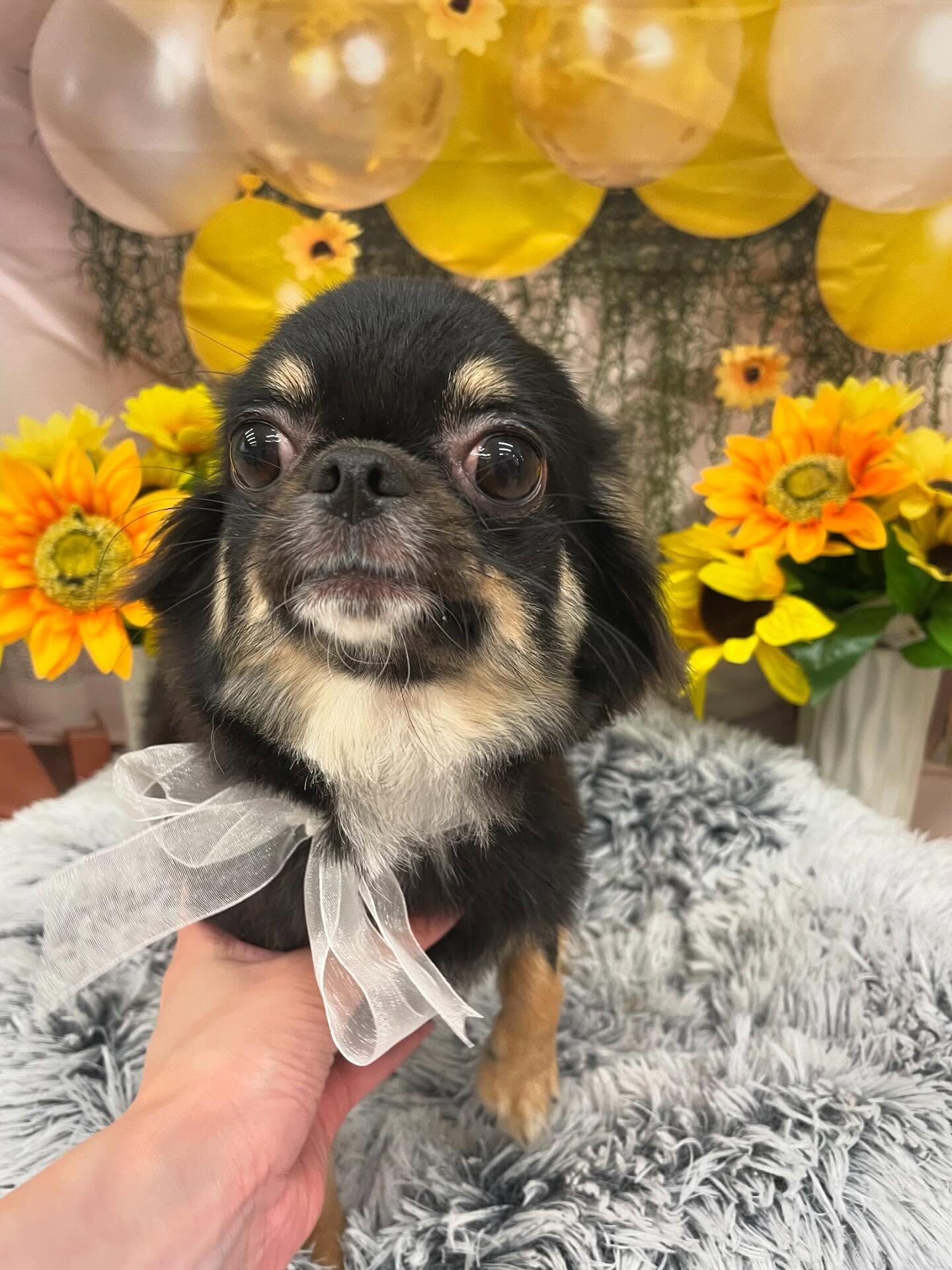 チワワ♡シャンプー