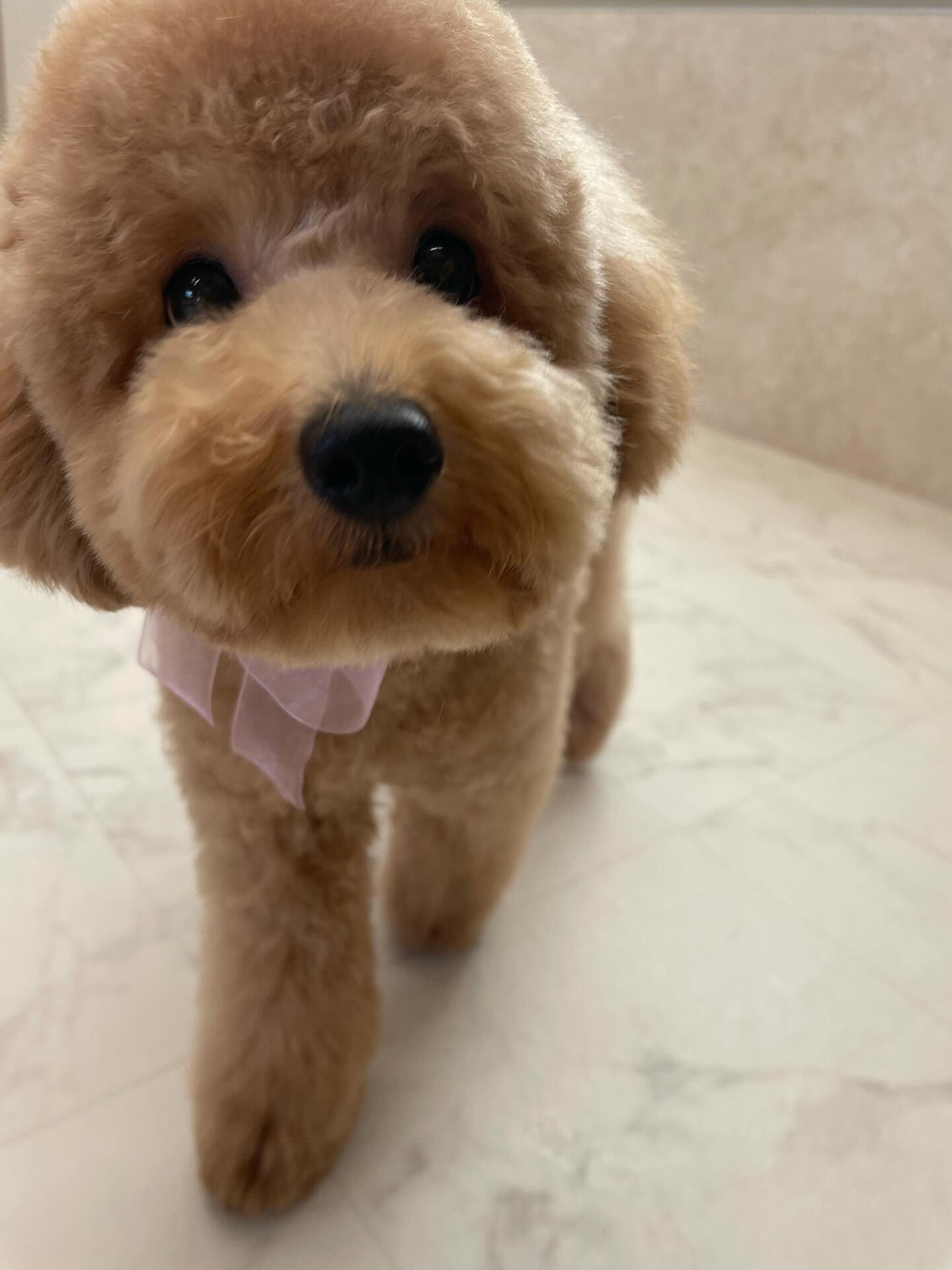 トイプードル♡パピーカット