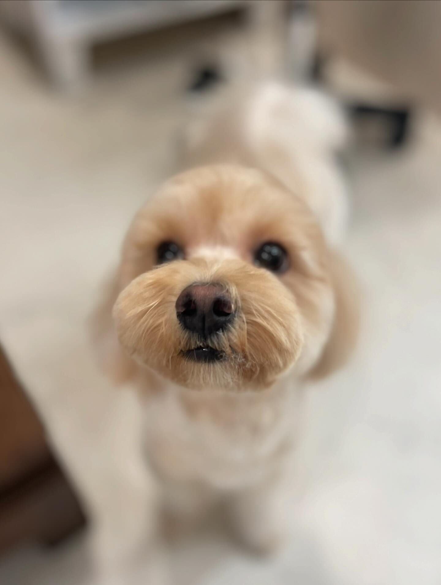 マルプー♡まん丸かっと