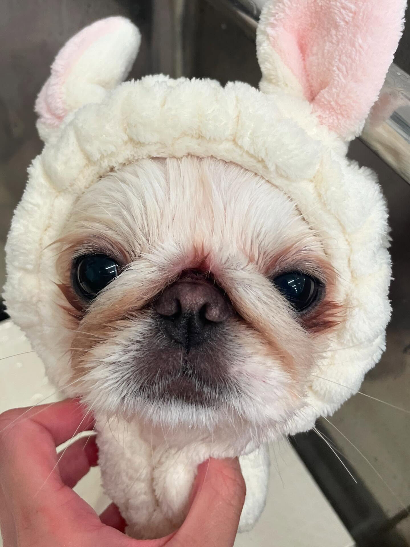 ペキパグ♡