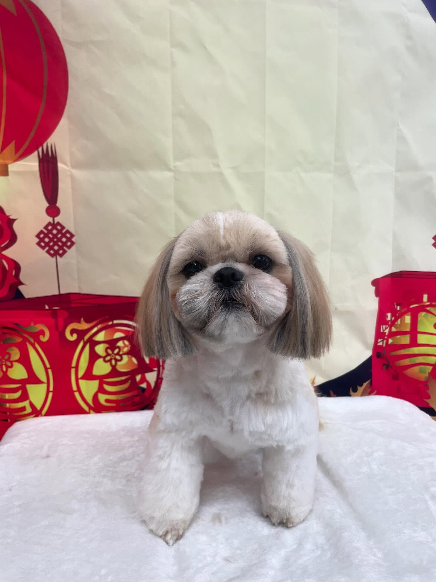 シーズー♡保護犬ボランティア