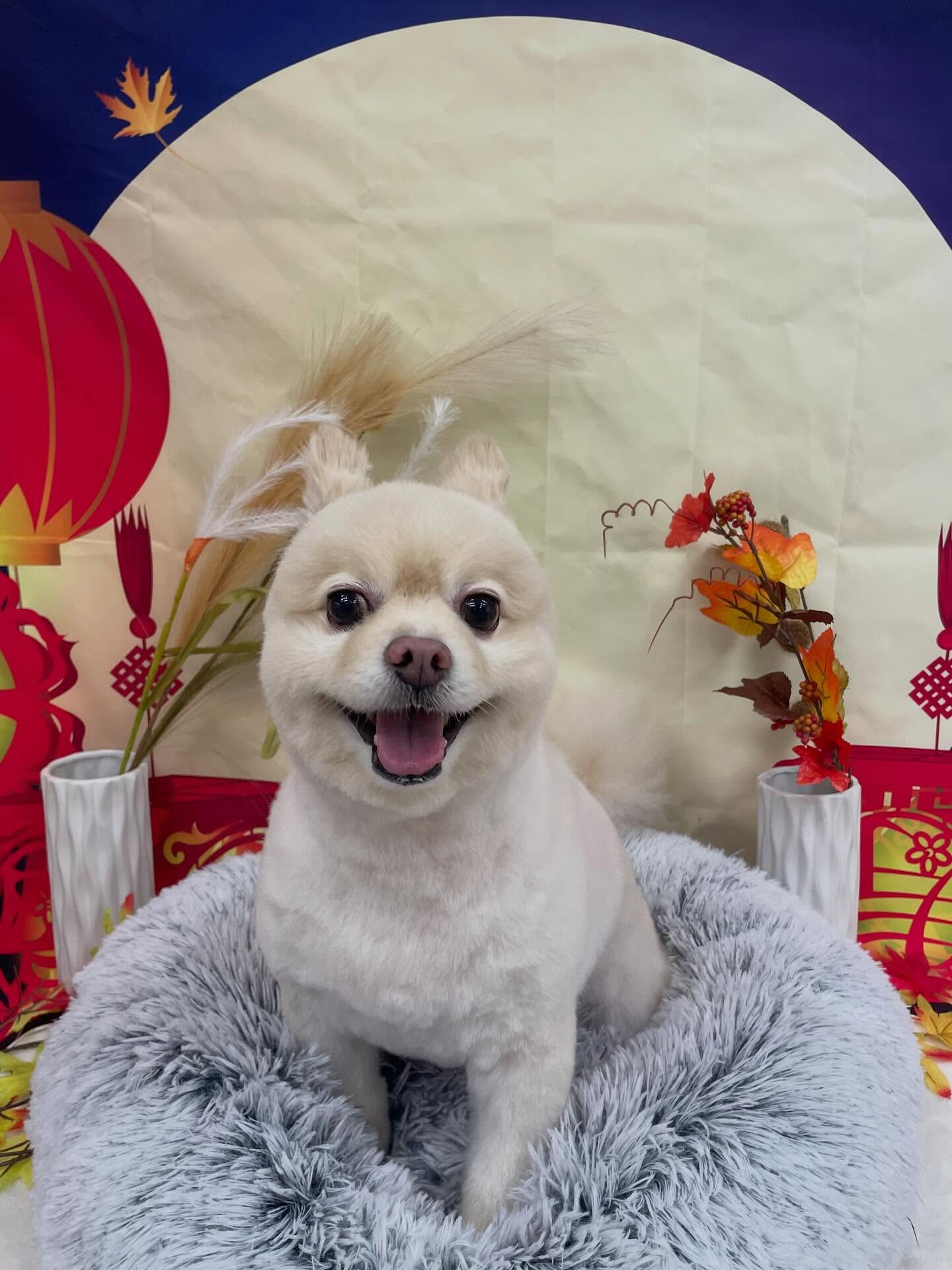 ポメラニアン♡