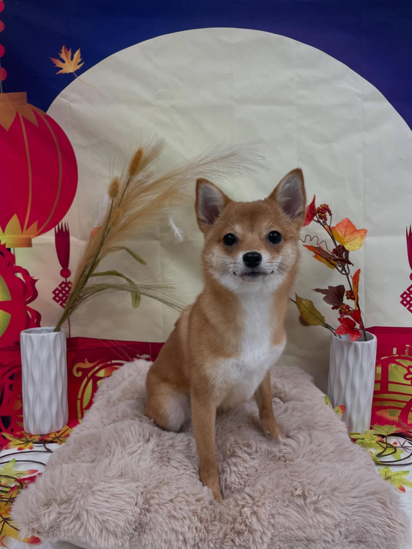 柴チワ♡