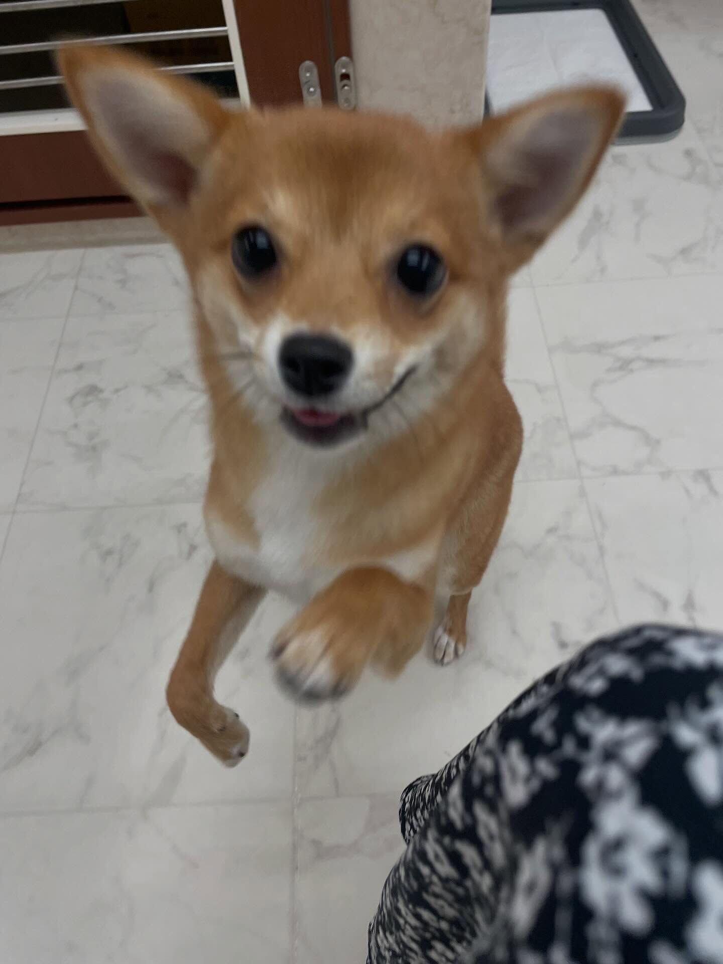柴チワ♡