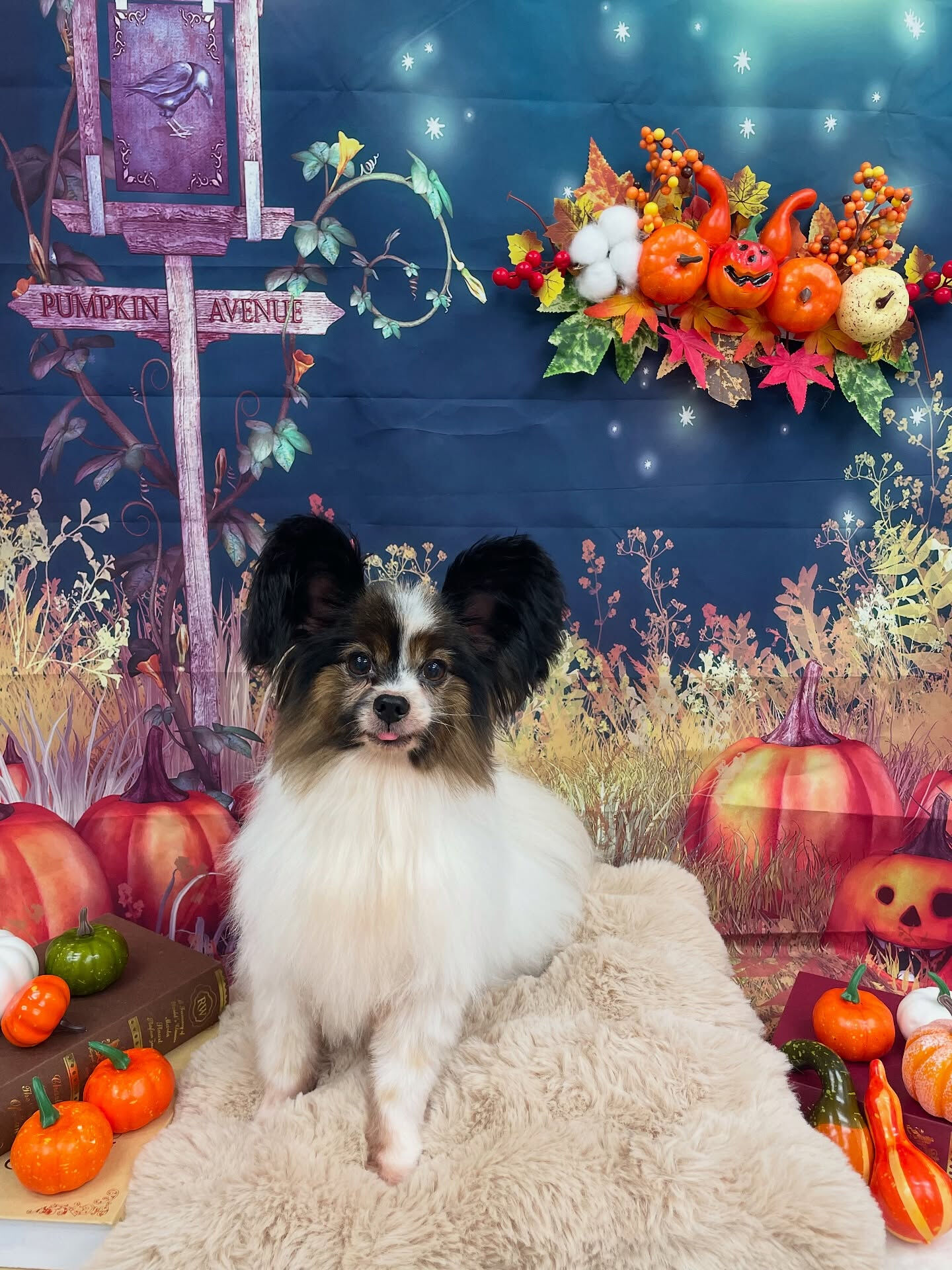 パピヨン♡