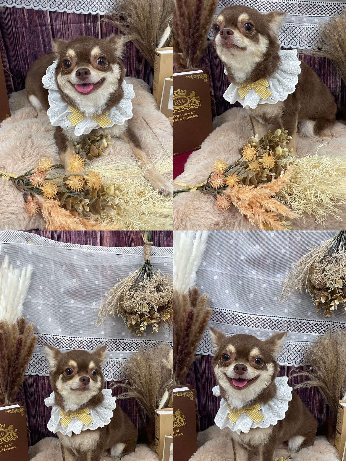 チワワ♡オールシザー