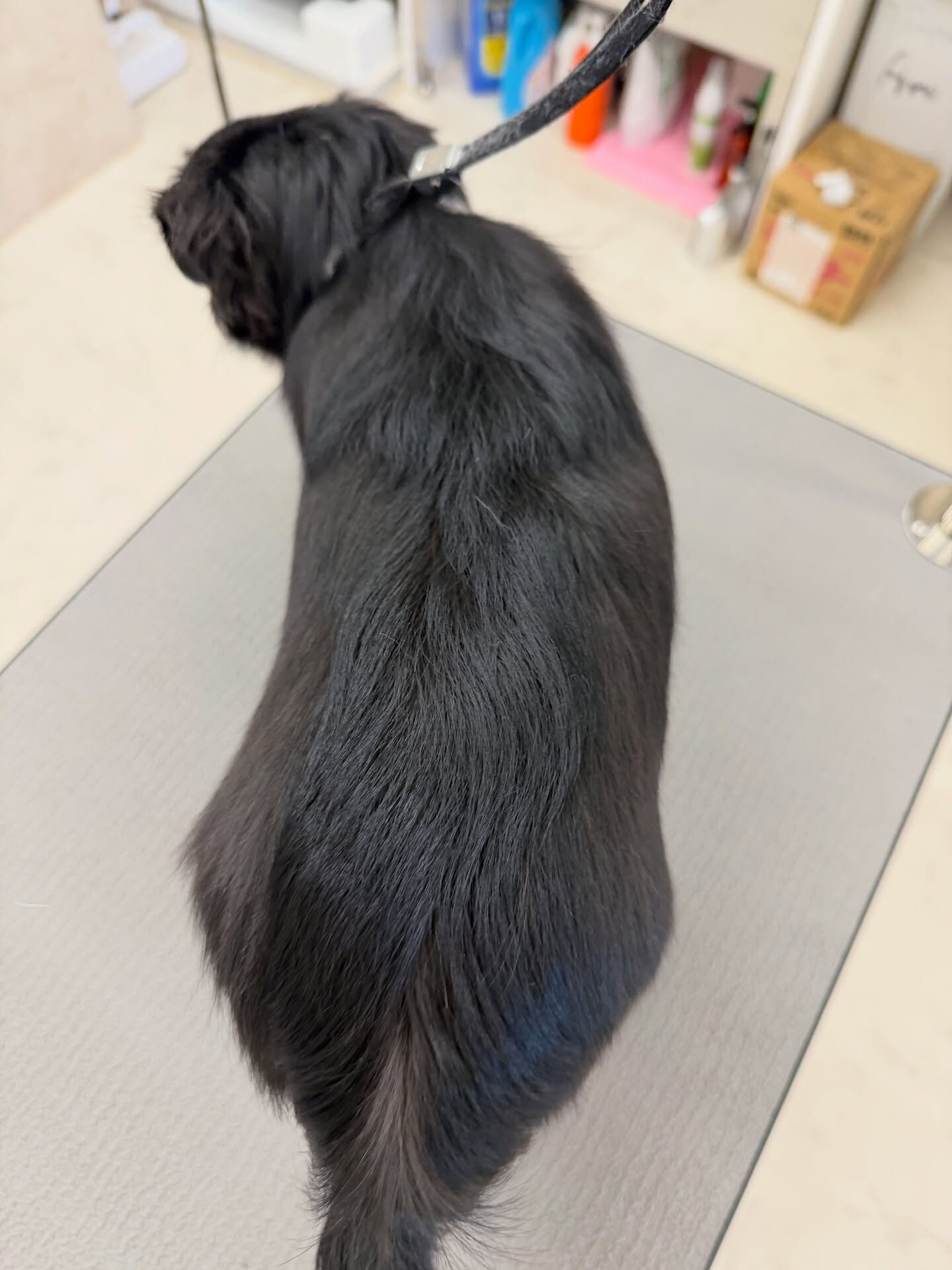 チワワ♡ダーマモイスト温泉