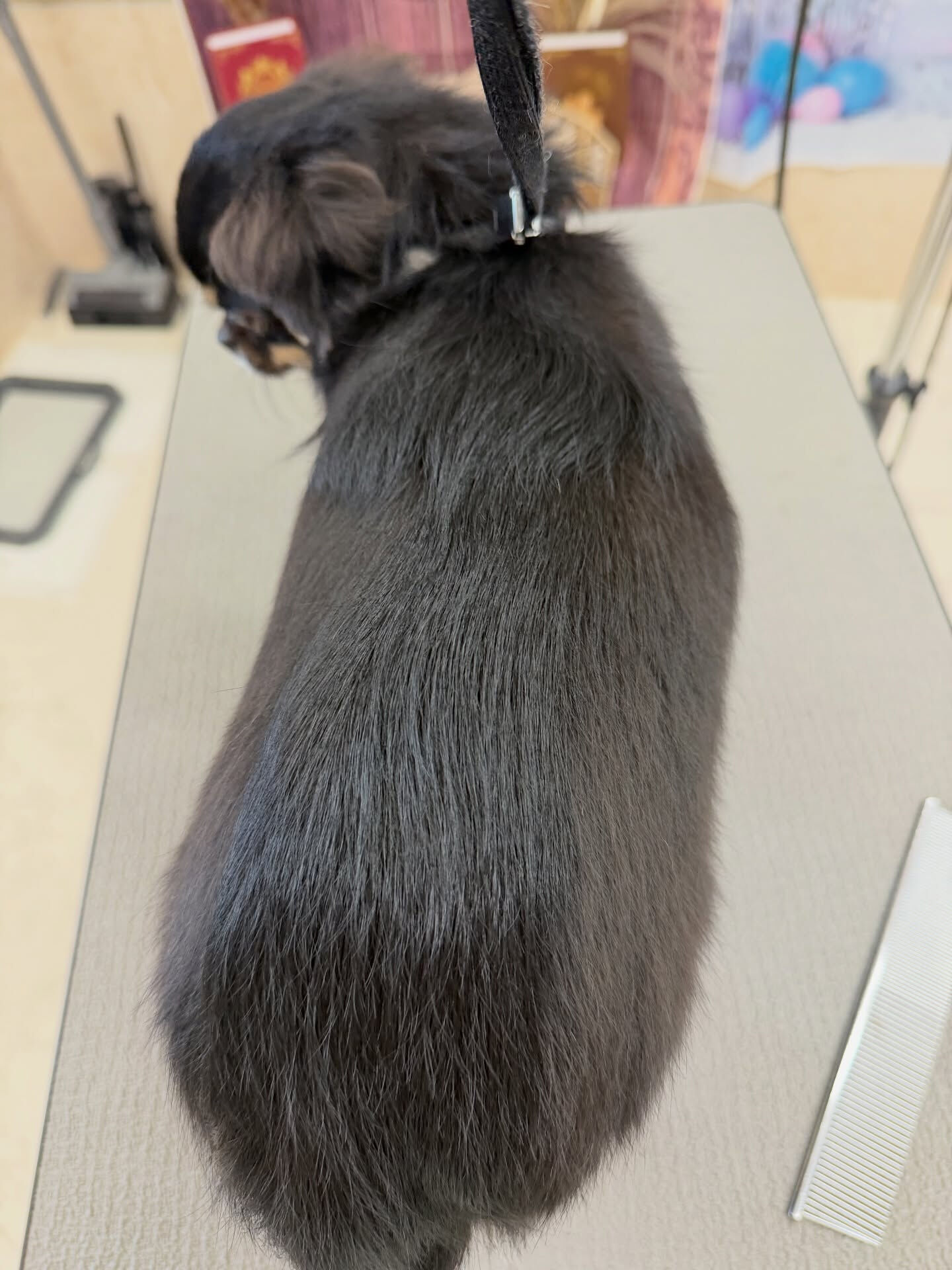 チワワ♡ダーマモイスト温泉