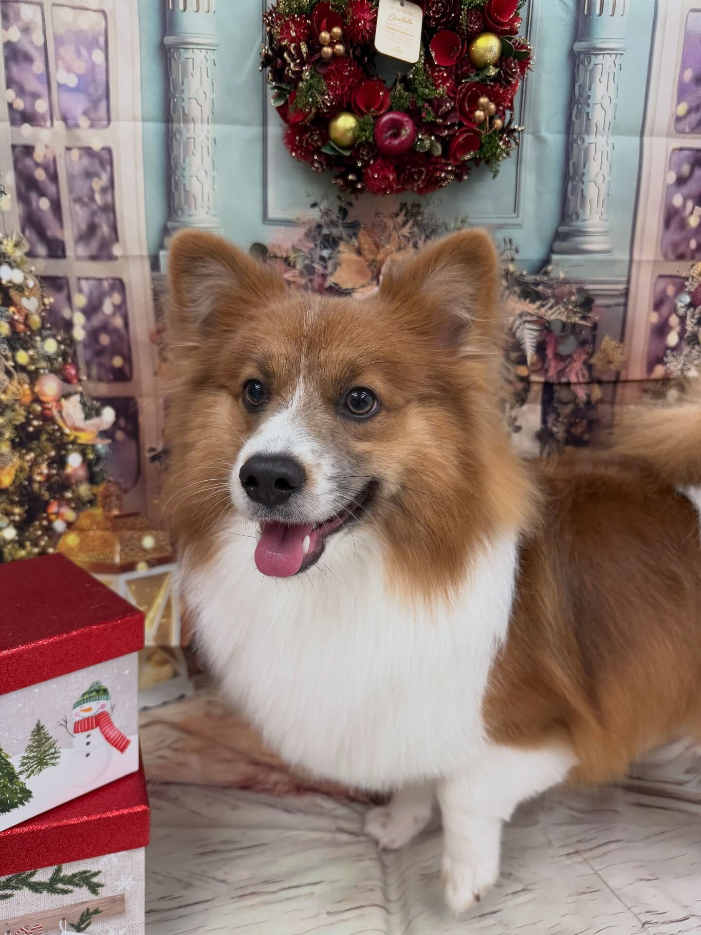 ポメコーギー♡ミックス犬