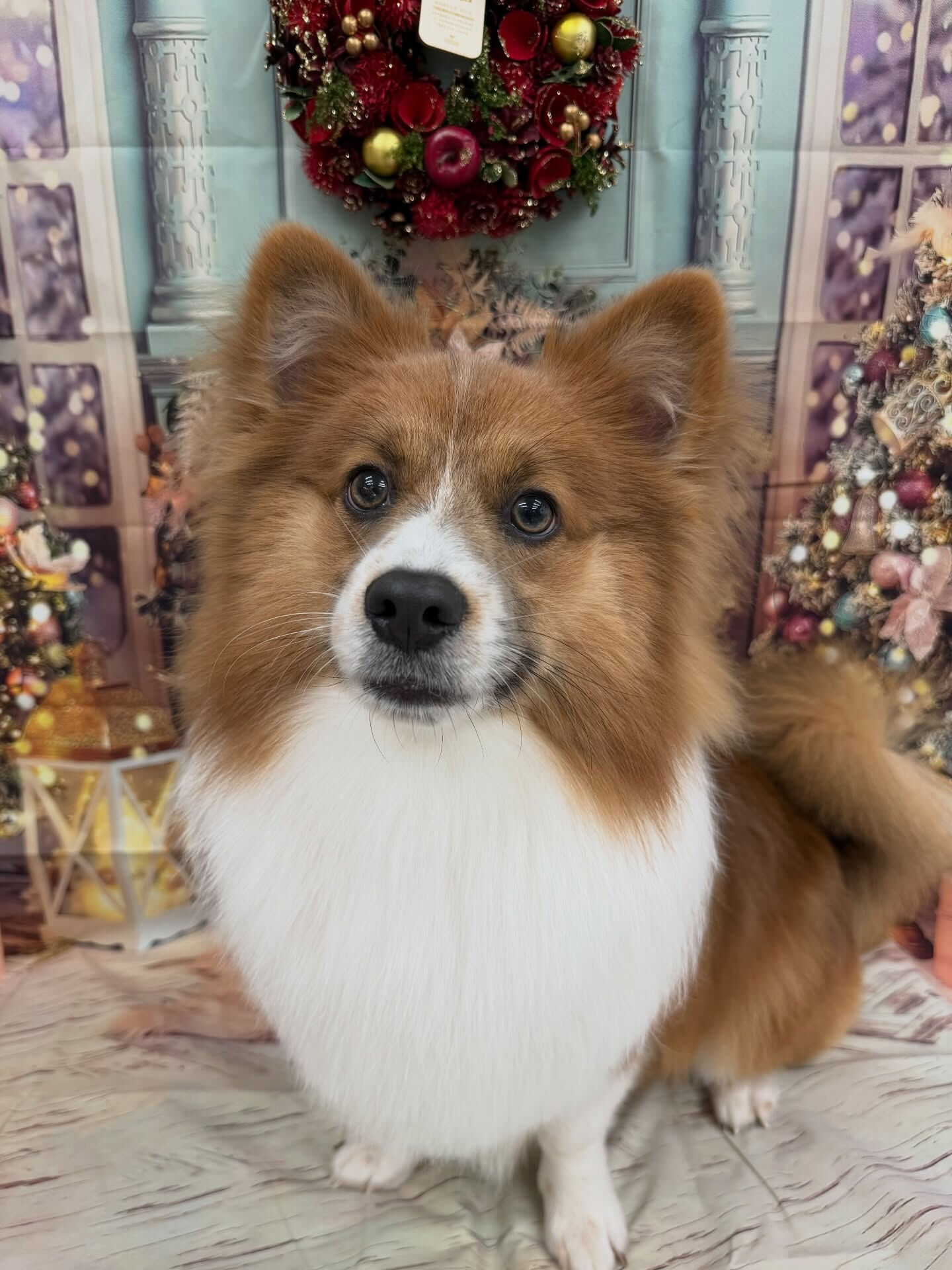 ポメコーギー♡ミックス犬