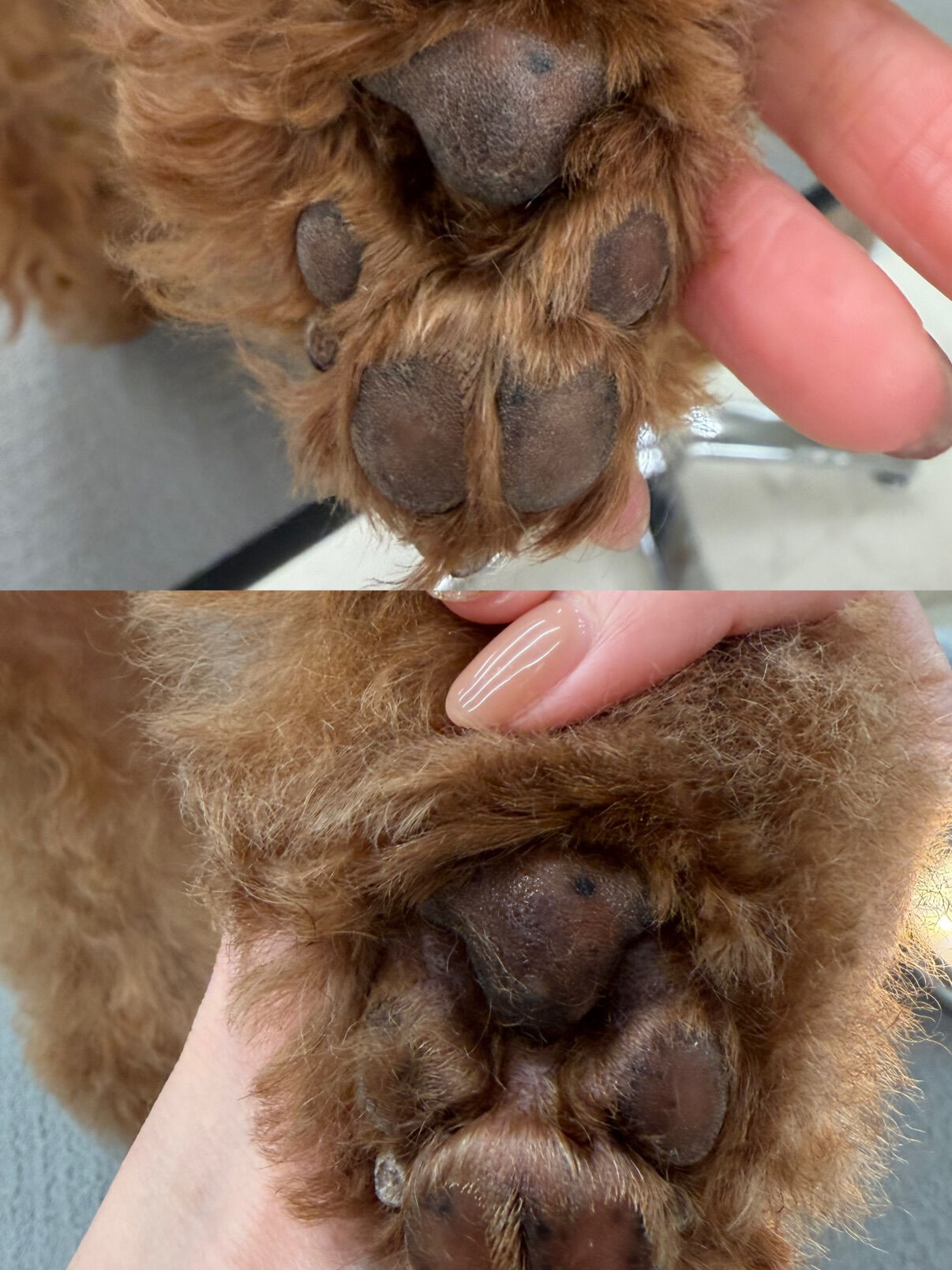 トイプードル♡肉球ケア