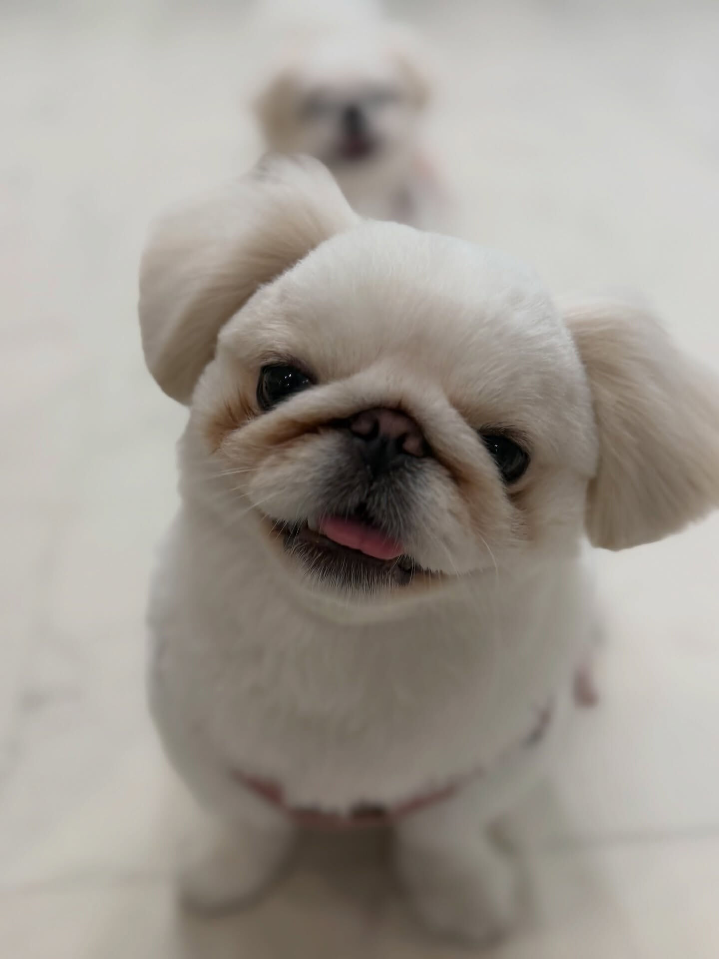 ペキパグ♡