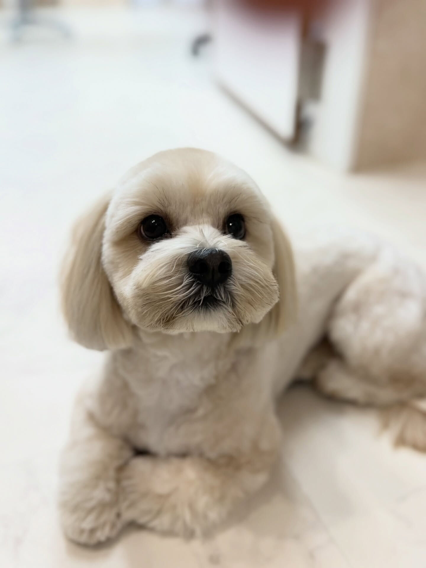 シダックス♡静電気防止ミスト