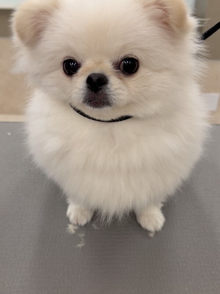 ペキポメ♡こぐまカット